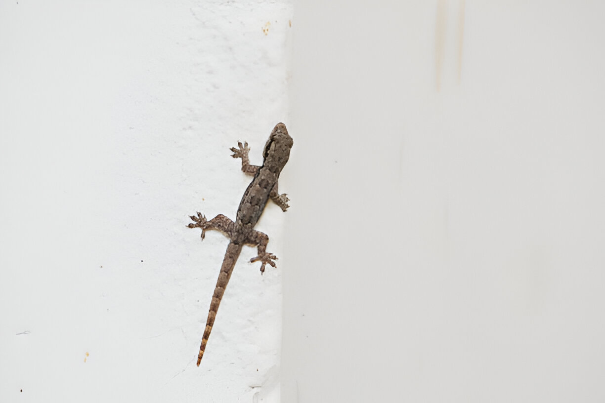 Lizard Control
